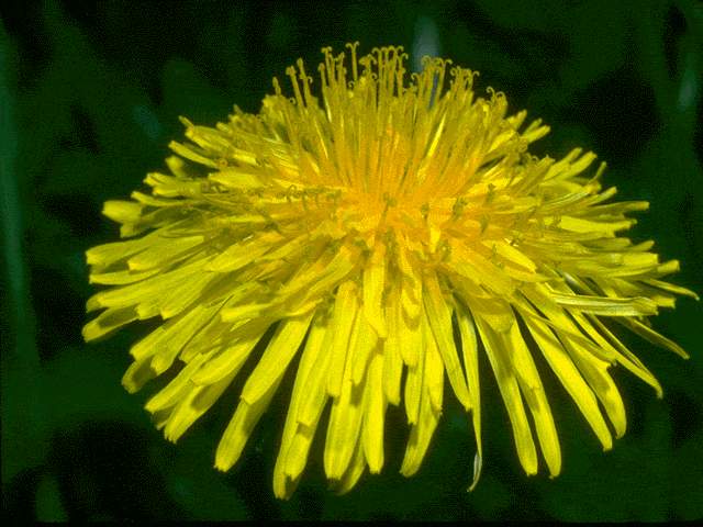  flowers flower    