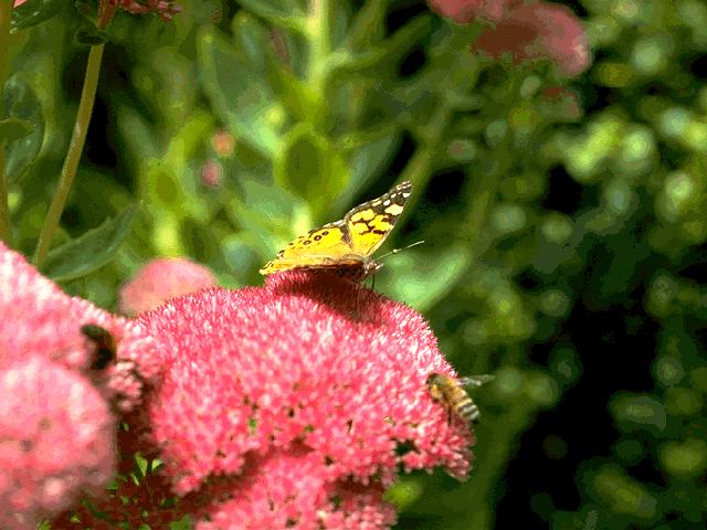  flowers flower    