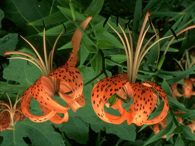  flowers flower    
