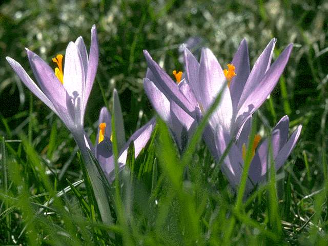  flowers flower    