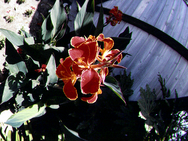  flowers flower    