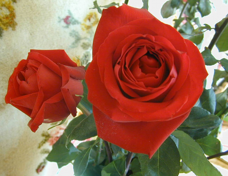  flowers flower    