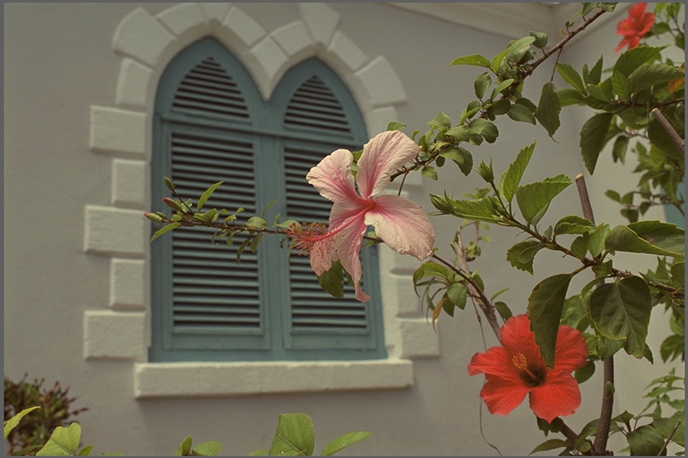 flowers flower    