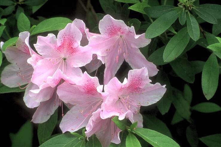  flowers flower    