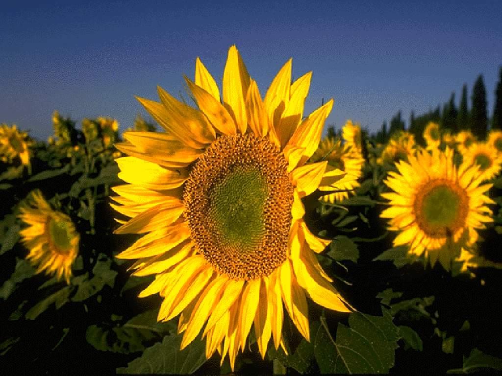  flowers flower    