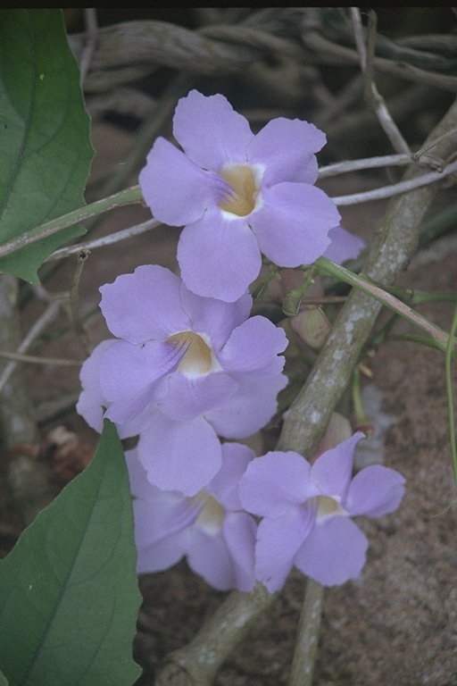  flowers flower    