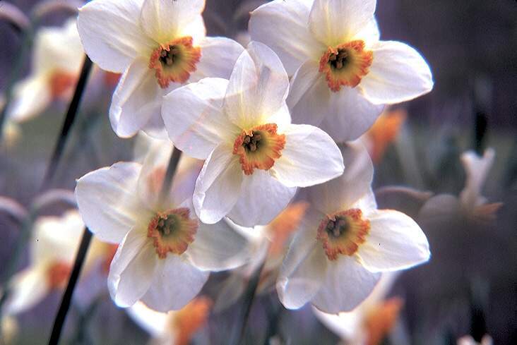  flowers flower    