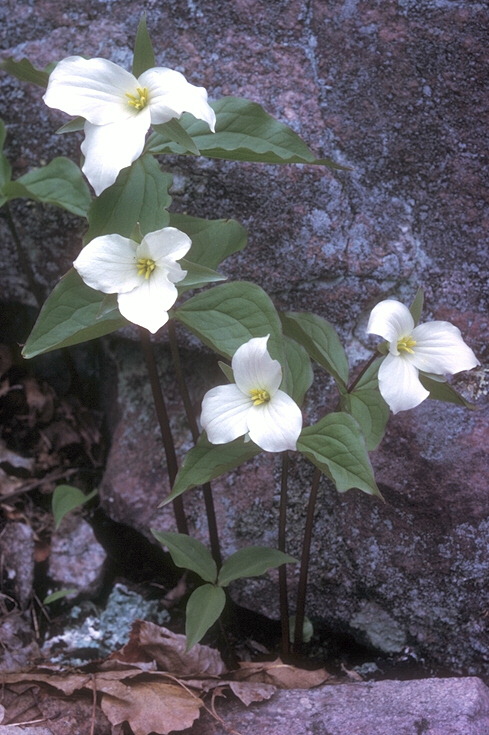  flowers flower    