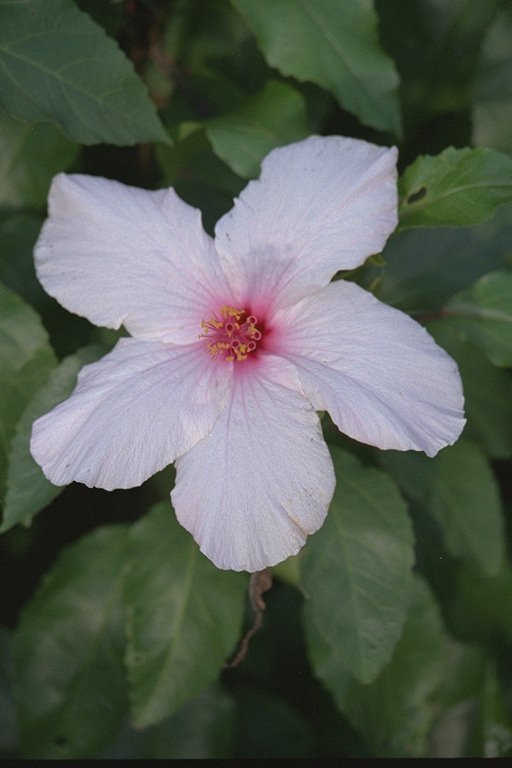  flowers flower    