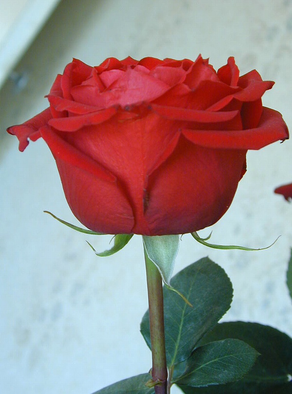  flowers flower    