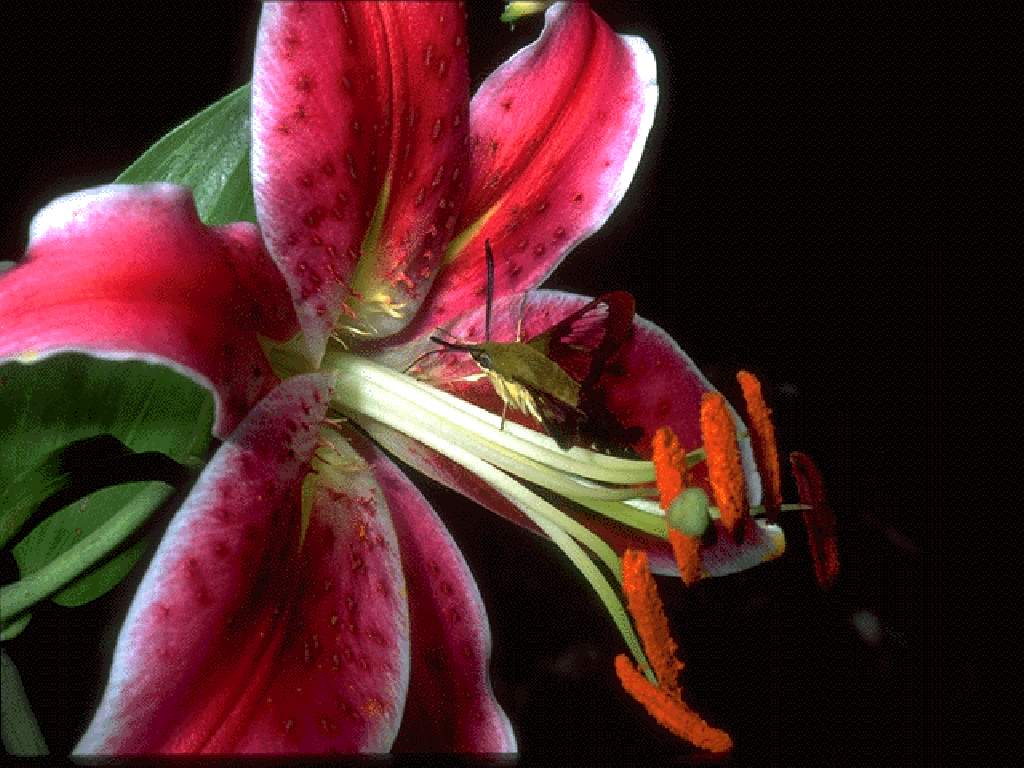  flowers flower    