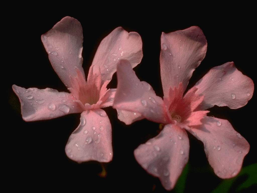  flowers flower    