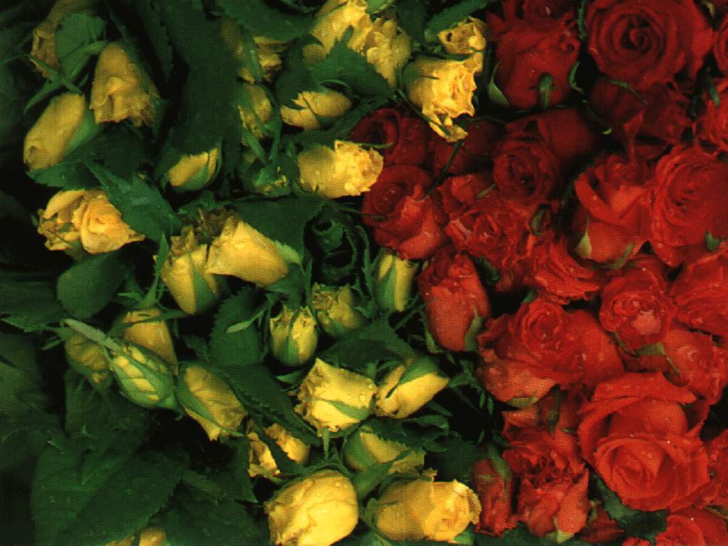 flowers flower    