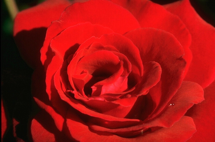  flowers flower    