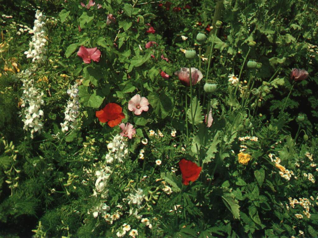  flowers flower    