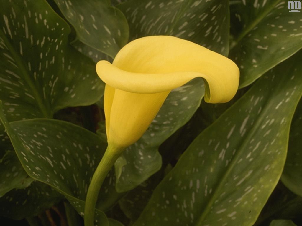 flowers flower    