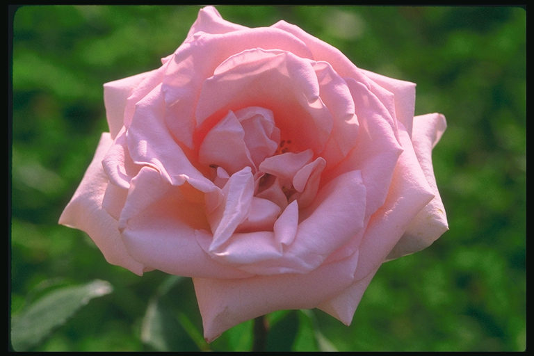  flowers flower    