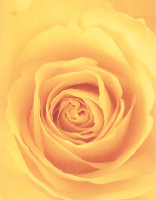  flowers flower    