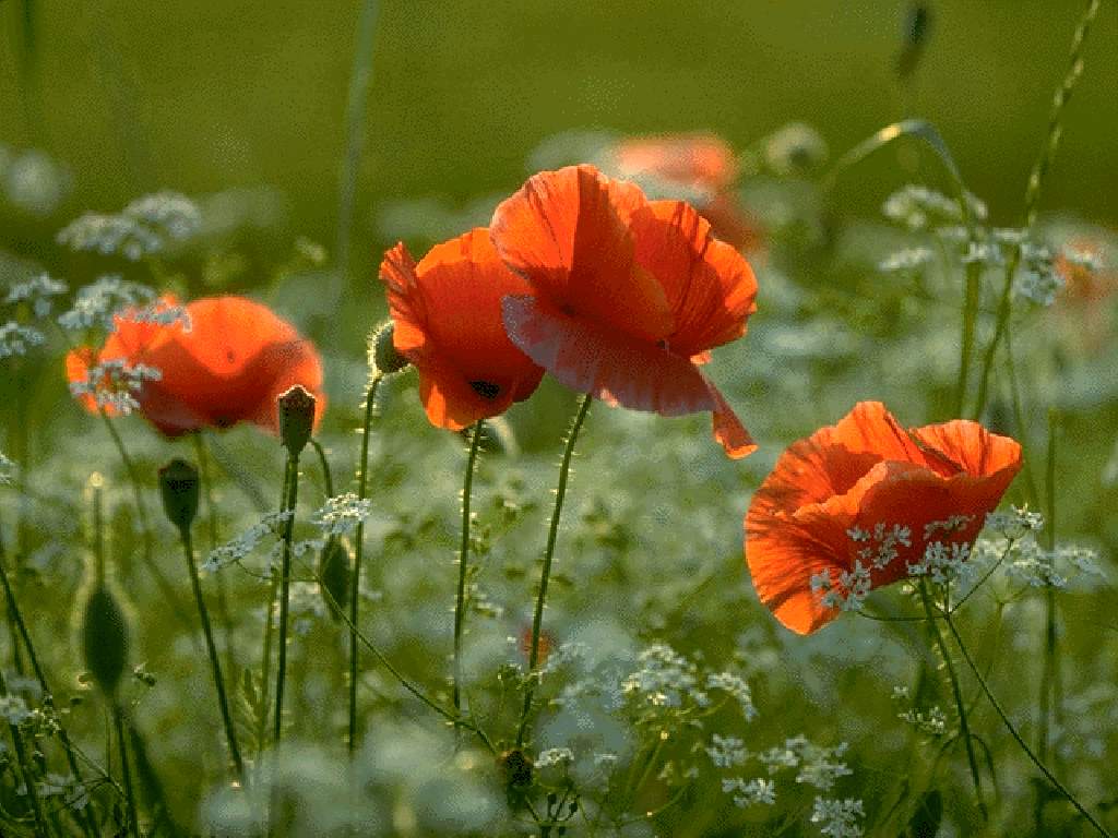  flowers flower    