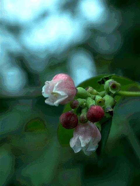  flowers flower    