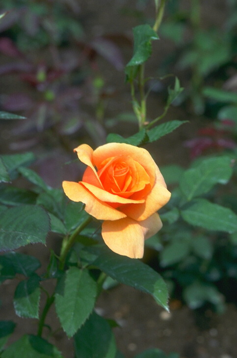  flowers flower    