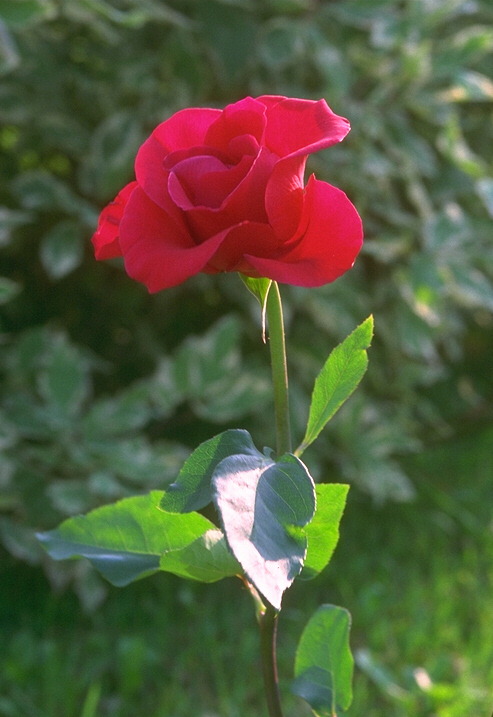  flowers flower    