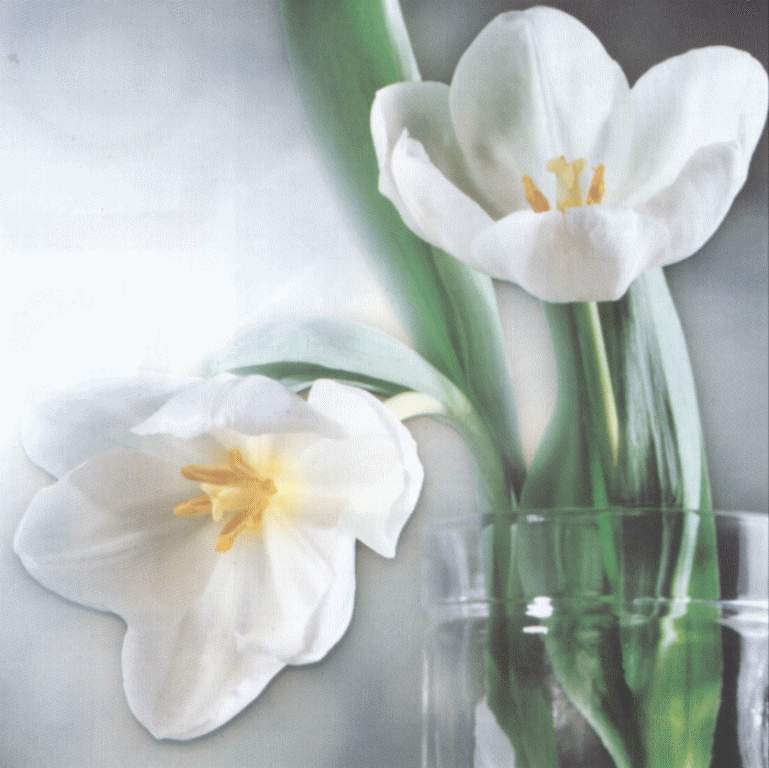  flowers flower    