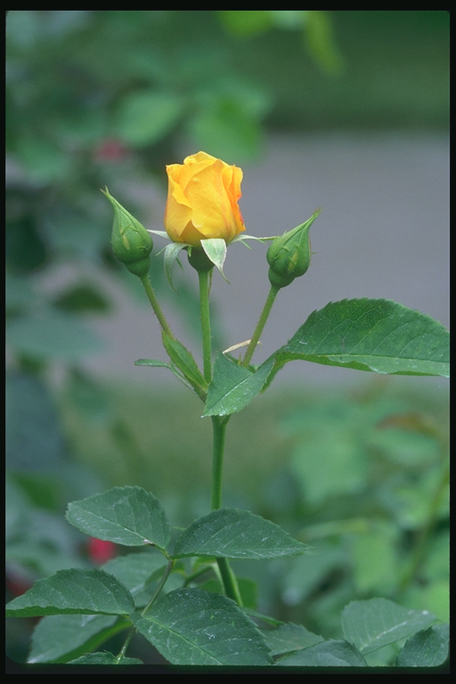  flowers flower    