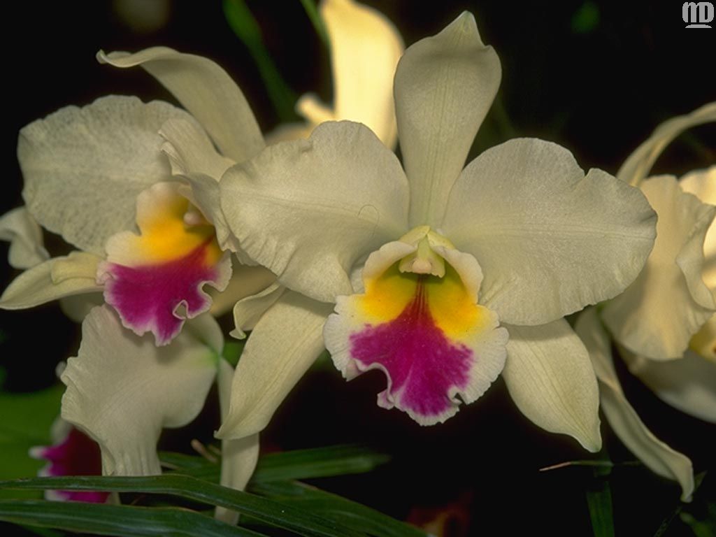  flowers flower    
