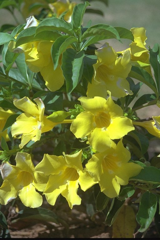  flowers flower    