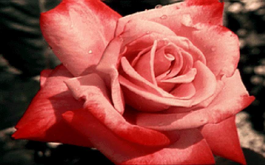  flowers flower    