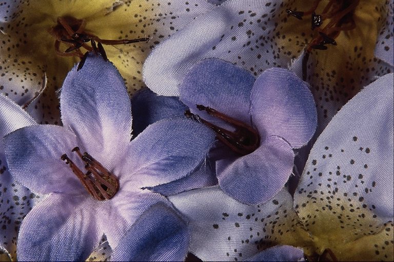  flowers flower    