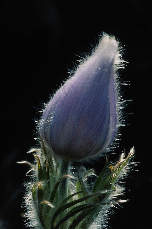  flowers flower    