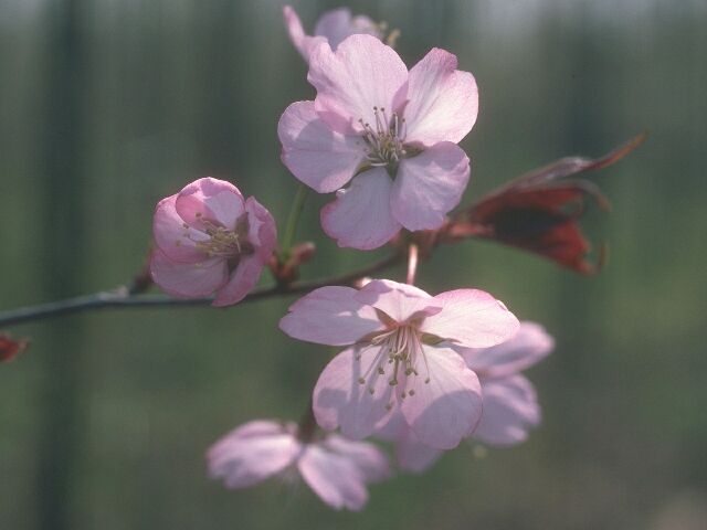  flowers flower    
