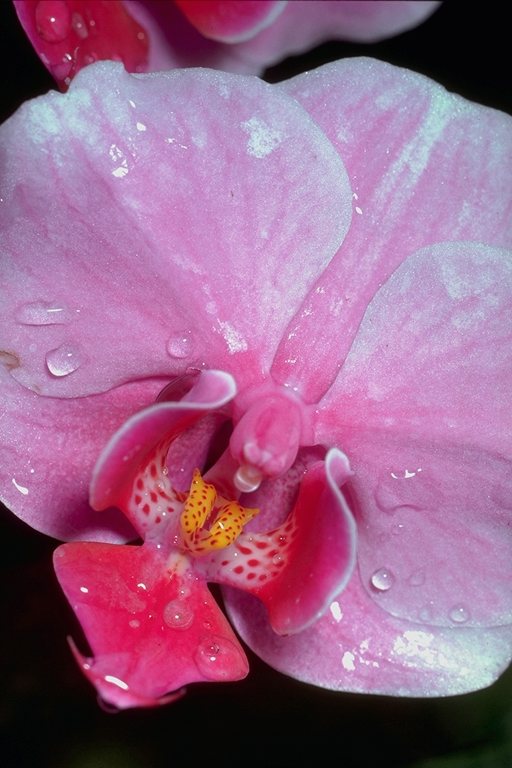  flowers flower    