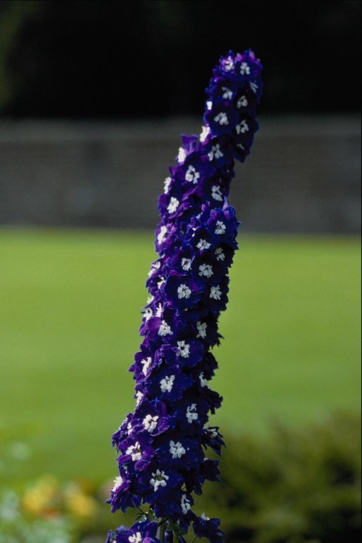  flowers flower    