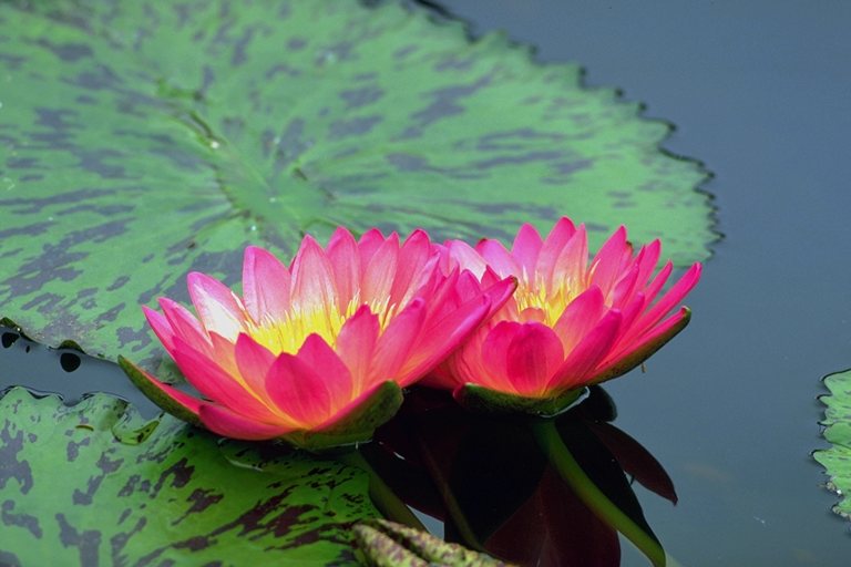  flowers flower    