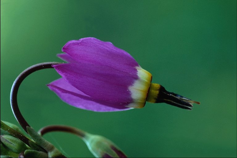  flowers flower    