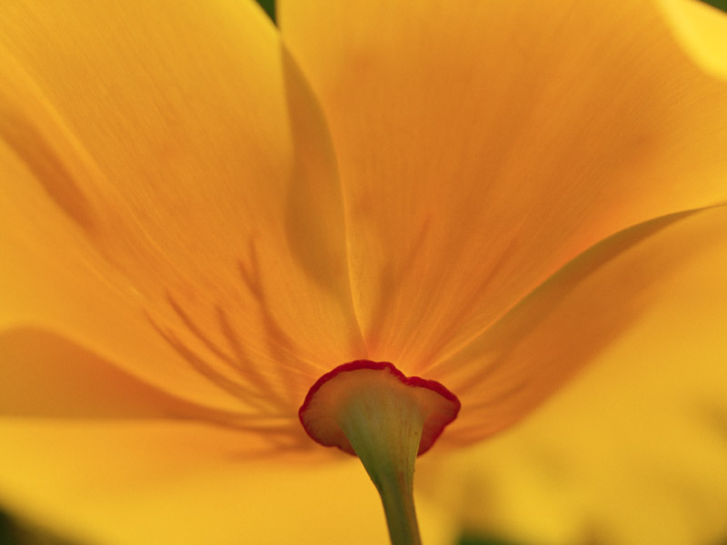  flowers flower    