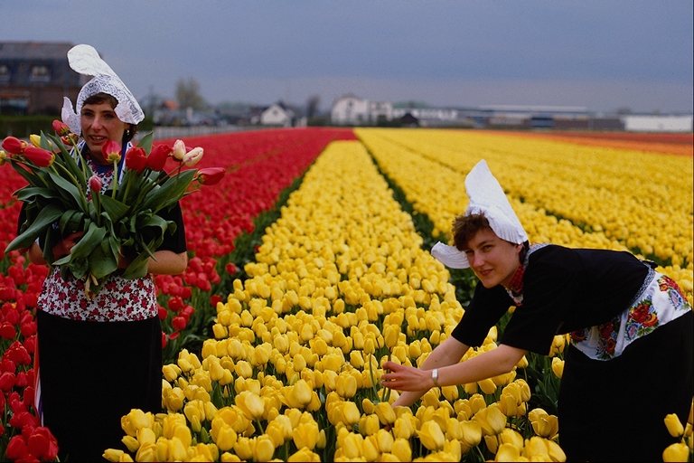  flowers flower    