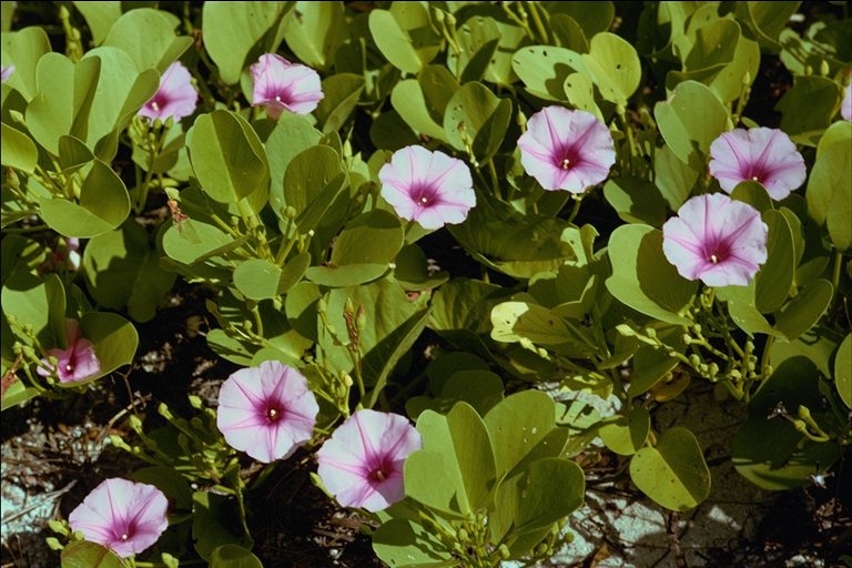  flowers flower    