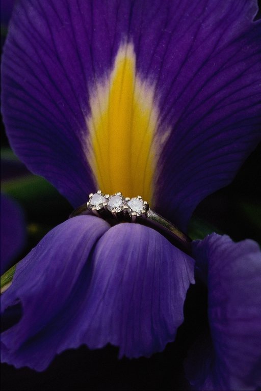  flowers flower    