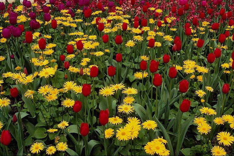  flowers flower    