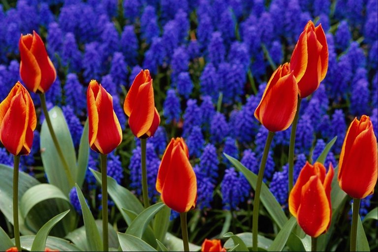  flowers flower    