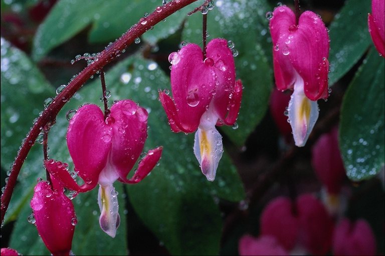  flowers flower    