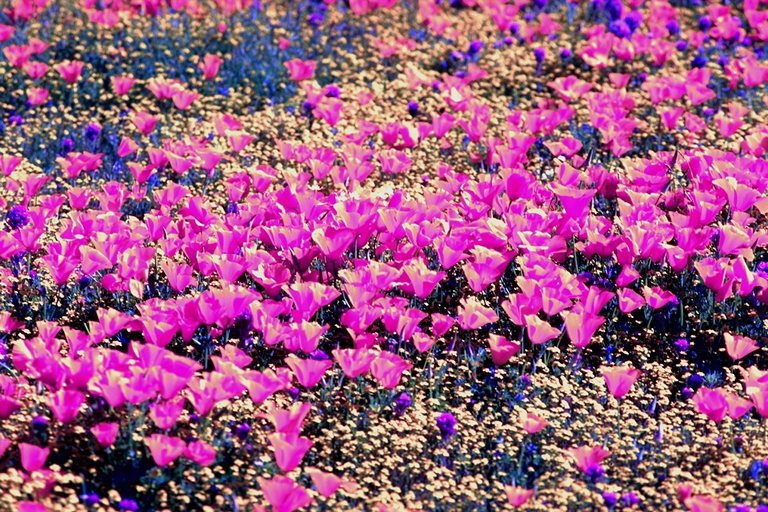  flowers flower    