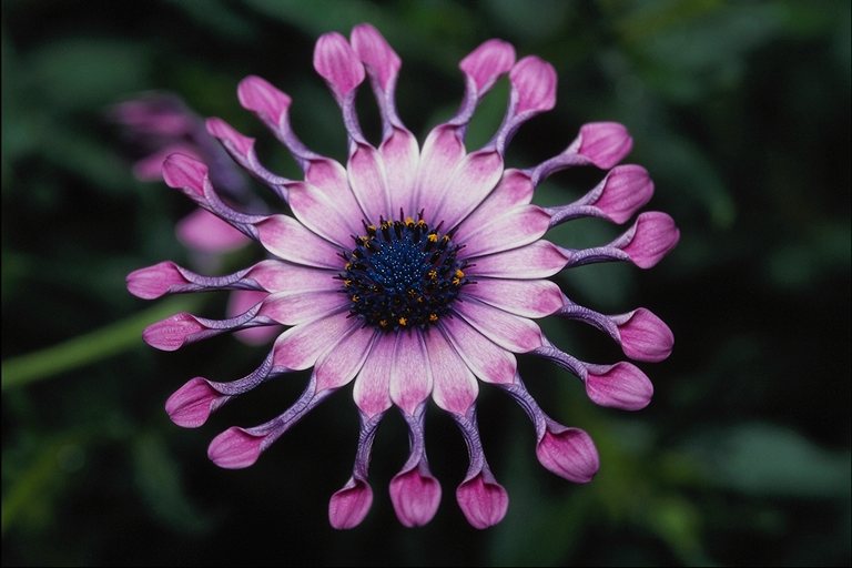  flowers flower    