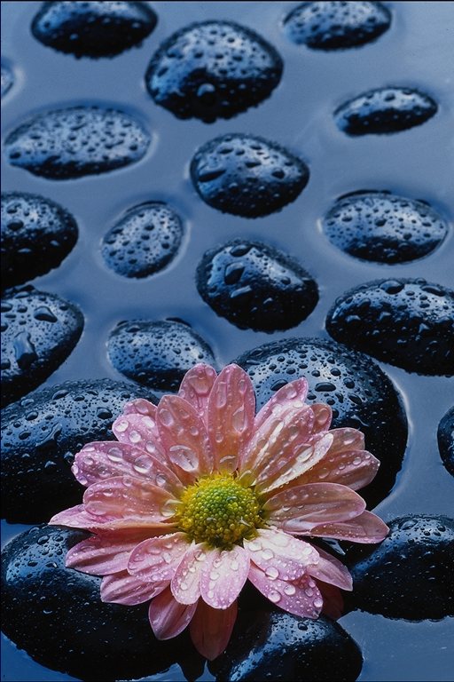  flowers flower    