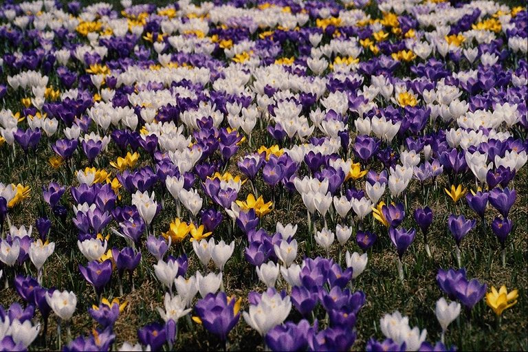  flowers flower    