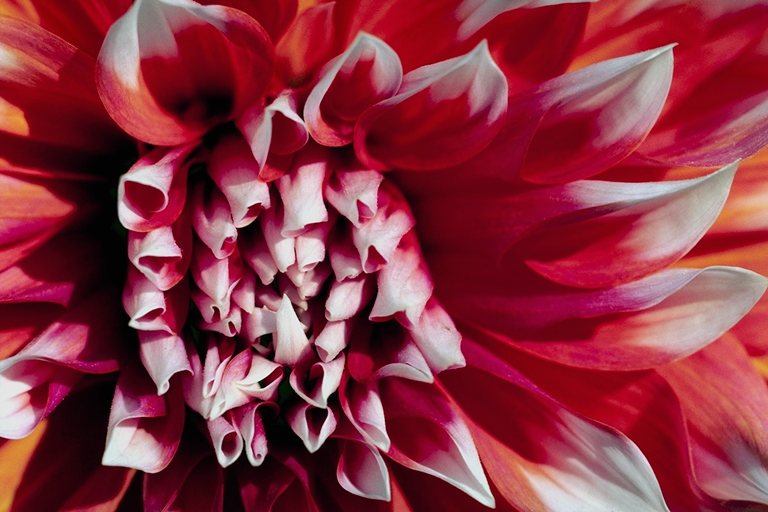  flowers flower    